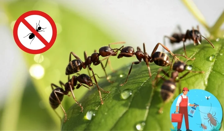 Obraz do artykułu: Mrówki w ogrodzie - niewinne owady czy cichy problem, który może zniszczyć Twoją działkę?